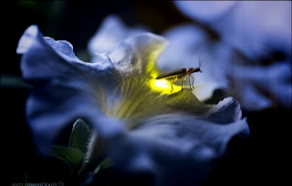 Gambar kunang kunang