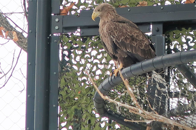 北海道 旭川 旭山動物園