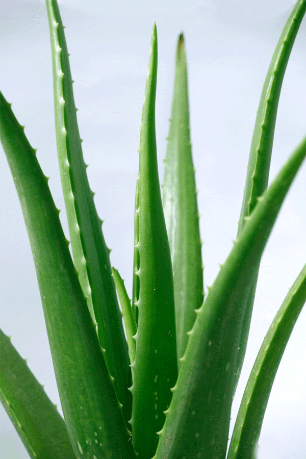 What39;s In Aloe Vera That Makes It So Special amp; Valuable? .