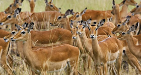 Masai Mara National Park Wild Animals 13 Nature