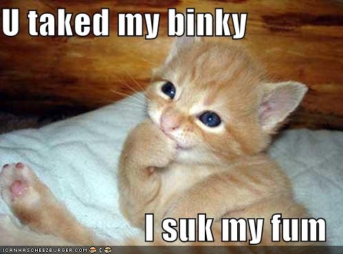 Cute Funny Kittens | In Photos
