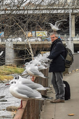 Eine Möwe an der Sihl in Zürich lässt sich auf dem Kopf von Urs Heinz Aerni nieder.