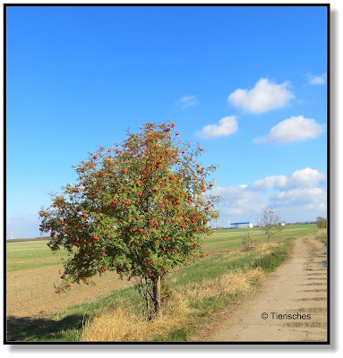 so schön kann Herbst sein