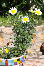 Daisies