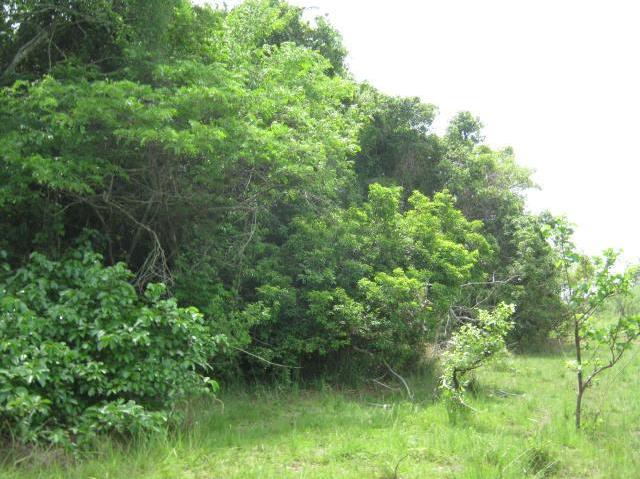 Impact of the creation of a plantation of banana serves on the flora of Niagaramadougou in the north of Côte d’Ivoire