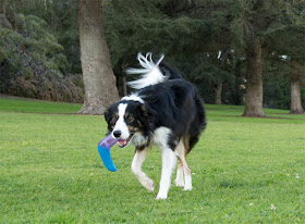 Ratting squeak toy for dogs