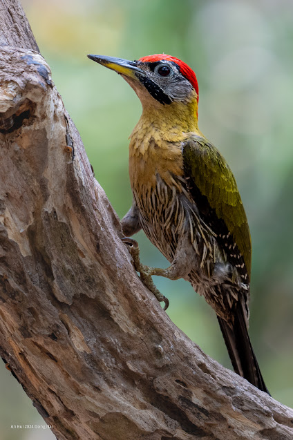 Laced Woodpecker (Gõ kiến xanh bụng vàng)