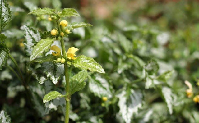 Yellow Archangel Flowers Pictures