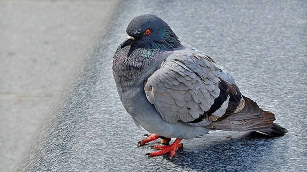 Importance and Place of Birds in Religion