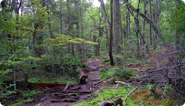 Bosque durante a Senda Costera no Parque Nacional Tierra del Fuego