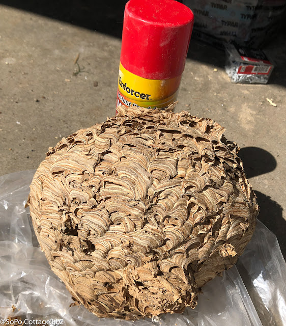 Giant Wasp Nest