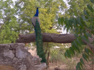 Peacock sitting above a tree at Sanganer Dadabadi Jaipur