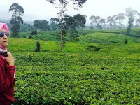 Menikmati Sejuknya Agrowisata Kebun Teh Pagilaran