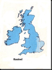 Kestrel