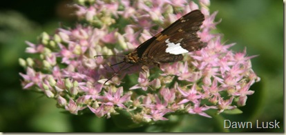 Silver-spotted Skipper 3  resz
