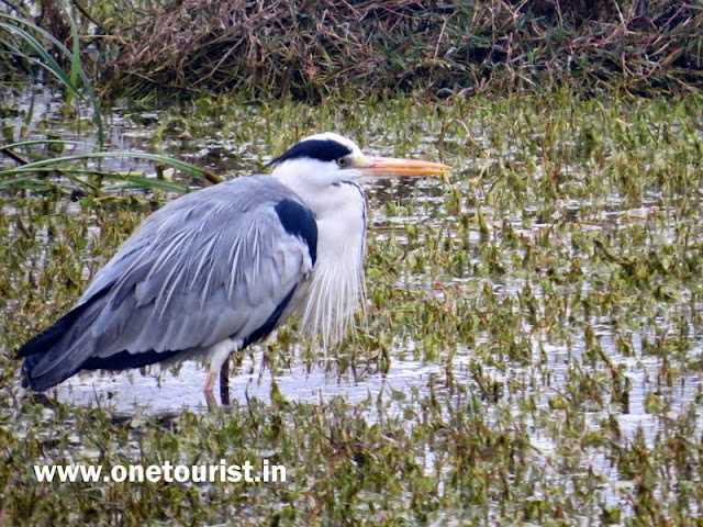 Keoladeo national park , Bharatpur , Rajashthan