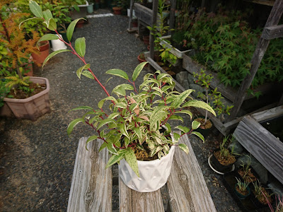 西洋イワナンテン　鉢植え