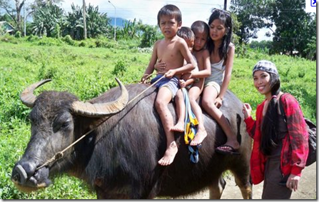 Carabao-2_thumb4_thumb_thumb_thumb