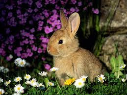 animal wide screen desktop background images,beautiful nice rabit animal.