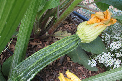 Romanesco Zucchini