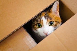 Pet Friendly San Diego Movers