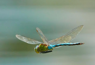 Although evolutionists cannot describe how insect wings, like those on a dragonfly, evolved, they insist it happened. A new snipe hunt-type article on this is...truly bizarre.