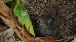 Hedgehogs