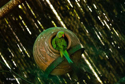 Posted by Ripple (VJ) ; Colorful Birds @ Delhi Zoo : Rose-ringed Parakeet