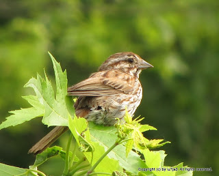 Song Sparrow