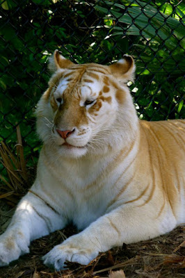 Eles são, invariavelmente, pelo menos em parte, tigres-de-bengala. Alguns tigres dourados carregam o gene do tigre-branco, e, quando esses dois tigres acasalam, eles podem produzir alguns descendentes brancos sem listras.