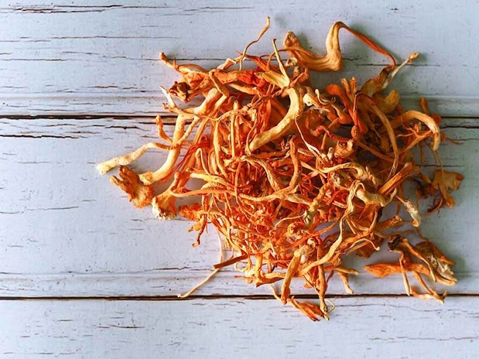  Can cordyceps be taken long-term? | cordyceps militaris mushroom benefits