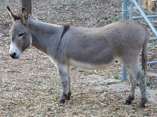 Pakistan Donkey
