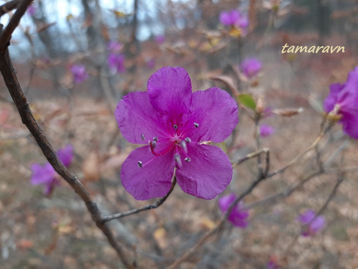 Рододендрон остроконечный (Rhododendron mucronulatum)