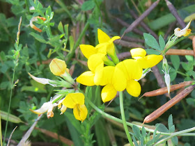 birdsfoot trefoil