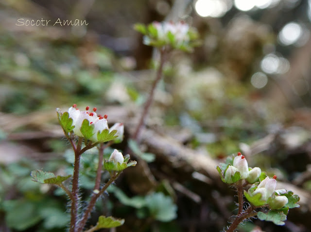 Chrysosplenium album