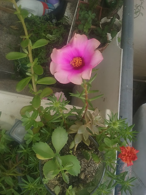 A flor abre às 9 e se fecha a partir das 16 hs.  - Estou encantada e tentando identificar a espécie para compartilhar com todos. Caso alguém saiba mais sobre essa Portulaca, comente que vou adorar saber também.