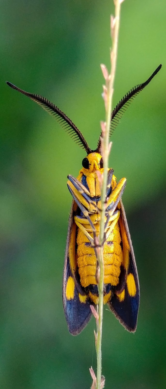 Insect with amazing antennae. 