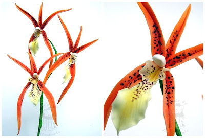 Brassada Orange Orchidee