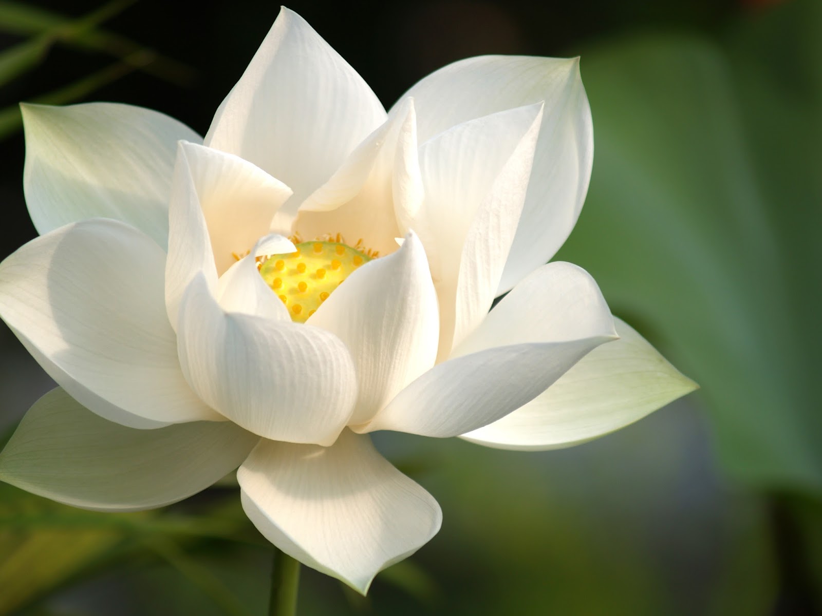 Gambar Bunga Lotus Putih  Gambar Ngetrend dan VIRAL