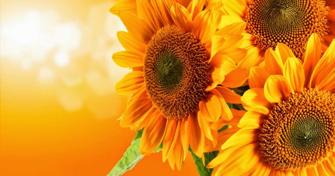 Klasifikasi dan Ciri Ciri Bunga  Matahari Gambar 