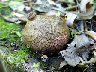 Polypore écailleux - Polyporus squamosus