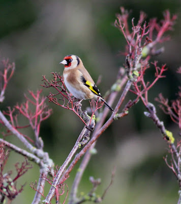 Brightly coloured Goldfinch bird in a tree