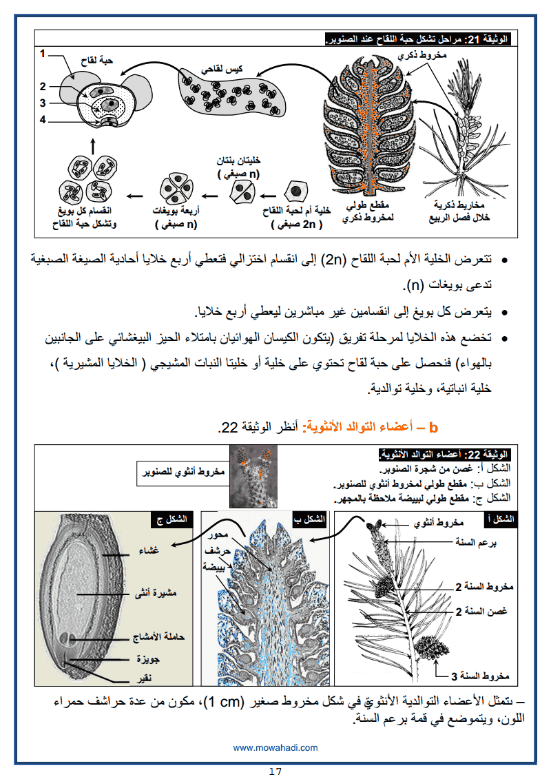 17 التوالد الجنسي عند النباتات الزهرية