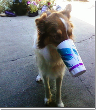 Kona shake II