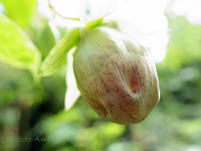 Codonopsis lanceolata