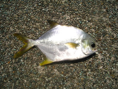 Golden Pomfret or Pompano also know as Kim Chio 金鲳魚 Caught at Woodland Jetty Fishing Hotspots was created to share with those who are interested in fishing on tips and type of fishes caught around Woodland Jetty Fishing Hotspots.