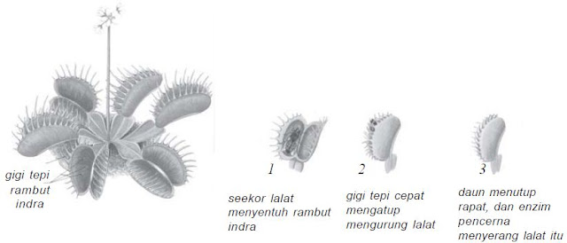 Tumbuhan Insektifora