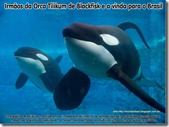 tilikum_nandu_samoa