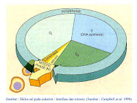 Fase Pembelahan Mitosis pada Sel