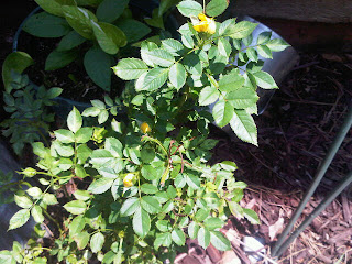 yellow rose bush that I